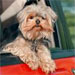 Quality Pet Photography